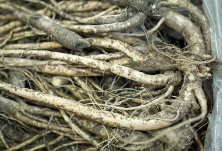 도라지의 효능과 손질 그리고 다양한 요리