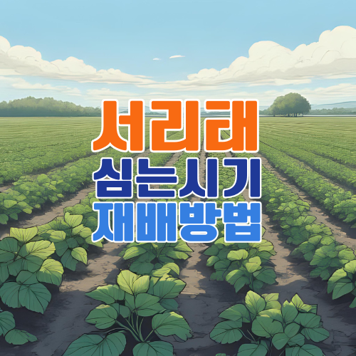 서리태 파종시기와 재배법 총정리