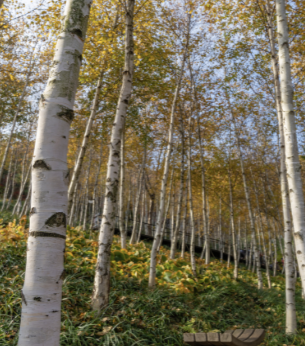 2025 화담숲 단풍축제 예약 완벽 가이드 &amp;#124; 절정시기&middot;꿀팁 총정리