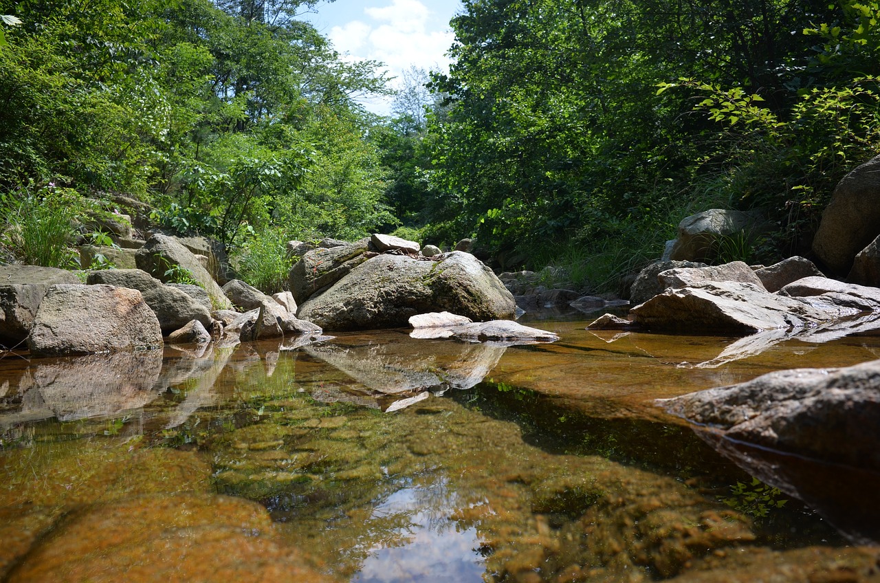 나무가 우거진 계곡