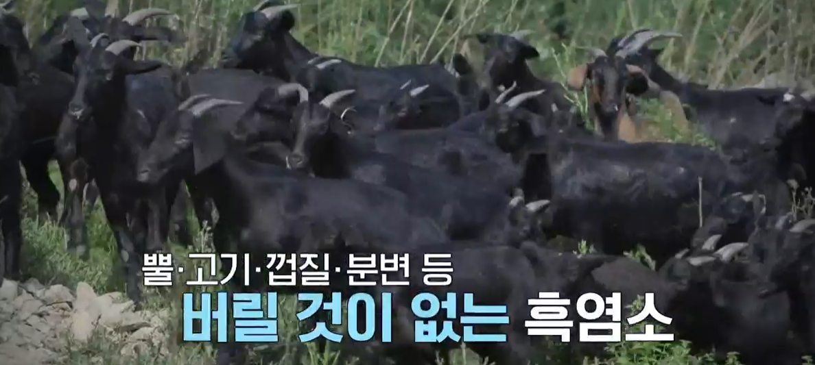흑염소 진액