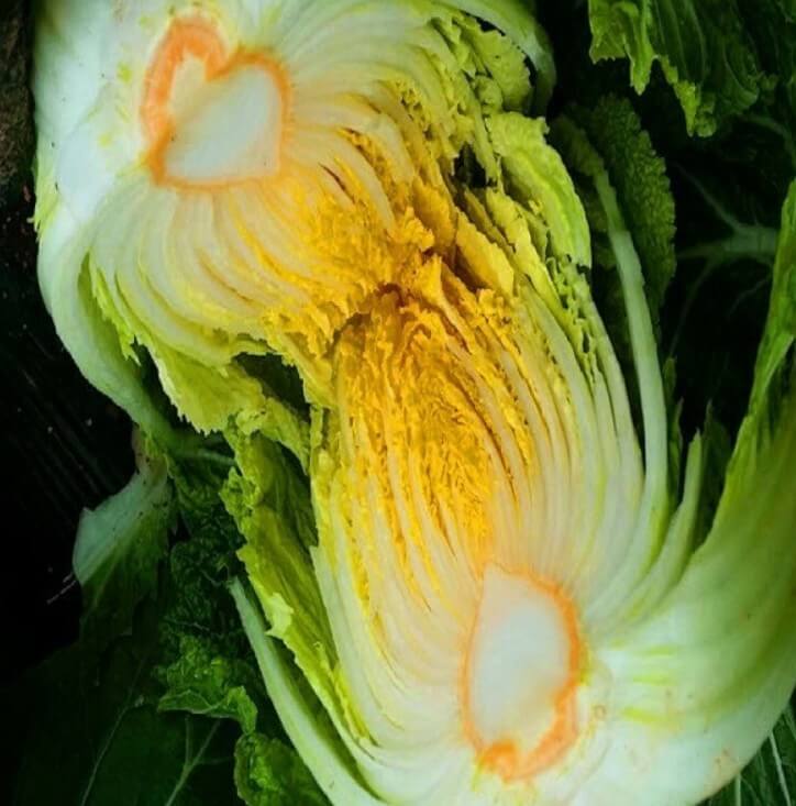 배추를-반으로-쪼개놓은-모습