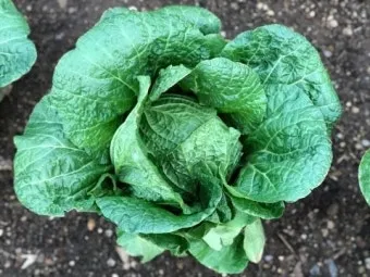 김장 배추 재배 파종 모종 웃거름 결구 수확 타이밍_15