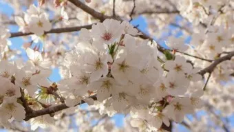 제주 벚꽃 명소 추천 아무도 모르는 명소_3