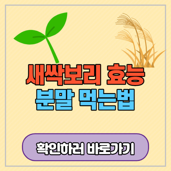 새싹보리-효능-분말-먹는법