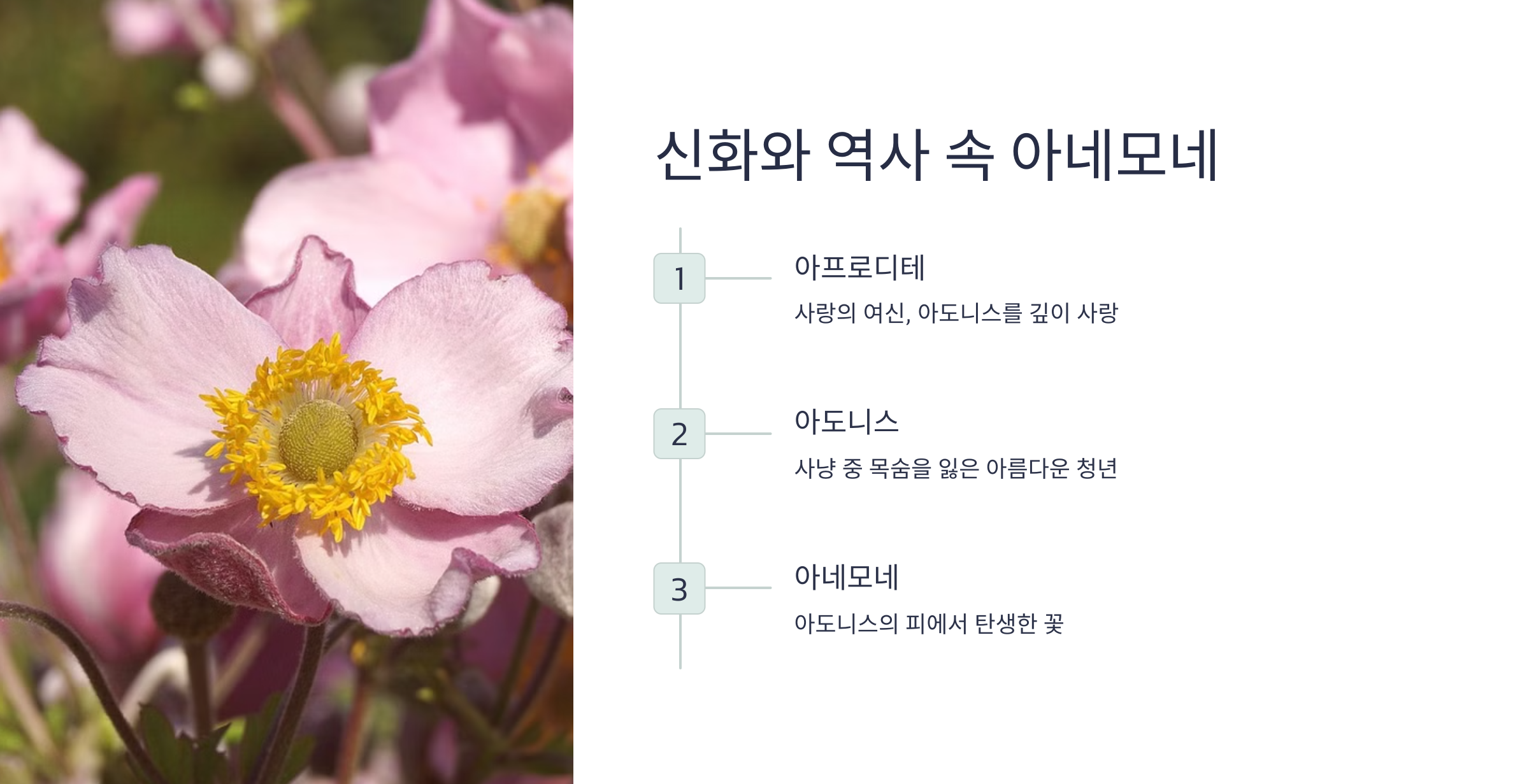 아네모네 사진