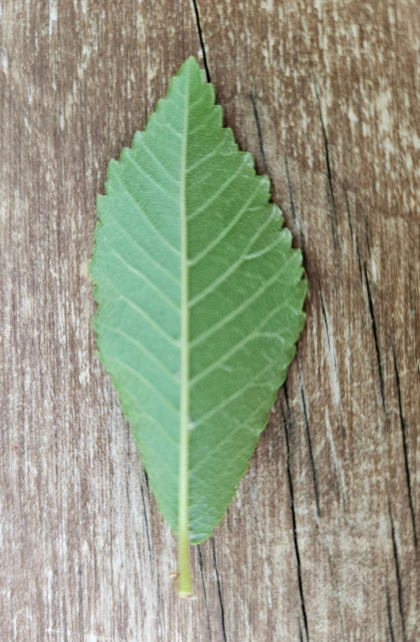 느릅나무 잎3