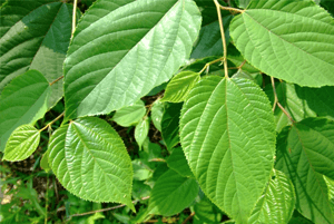 헛개나무효능13