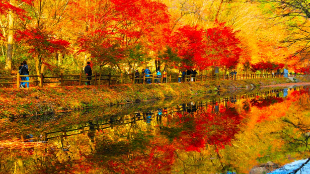 강천산 구름다리와 단풍터널 풍경기: 순창에서 만난 가을의 절정