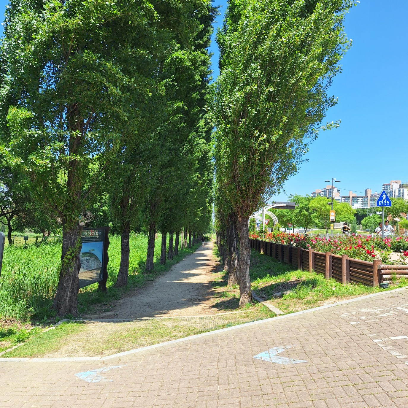 광나루 미루나무숲길