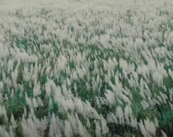 Mrs. GREEN APPLE 天国(천국)