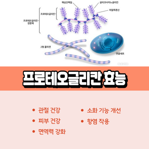 프로테오글리칸_효능