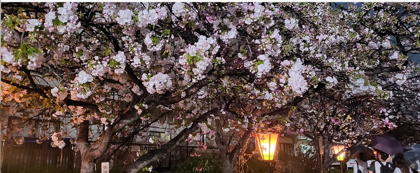 오사카 조폐국 야에자쿠라