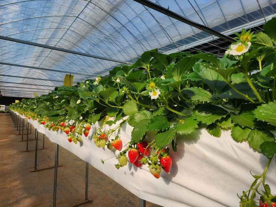 율봄식물원 딸기시즌