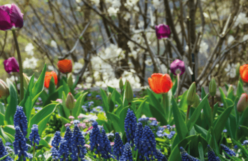 🌿 화담숲, 봄 시즌 개장 힐링 여행 – 사전예약 하기