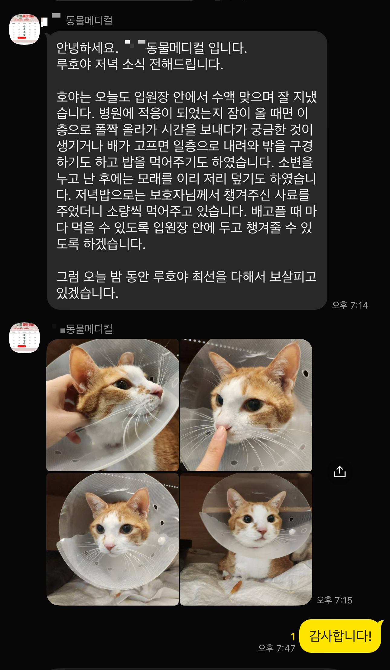 입원중인_호야_저녁_소식