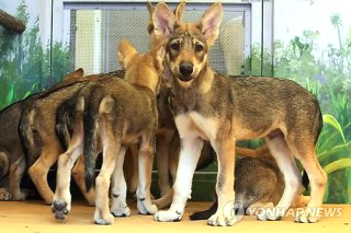 대전 오월드 늑대 늑구 탈출 원인 암컷 드론 생포