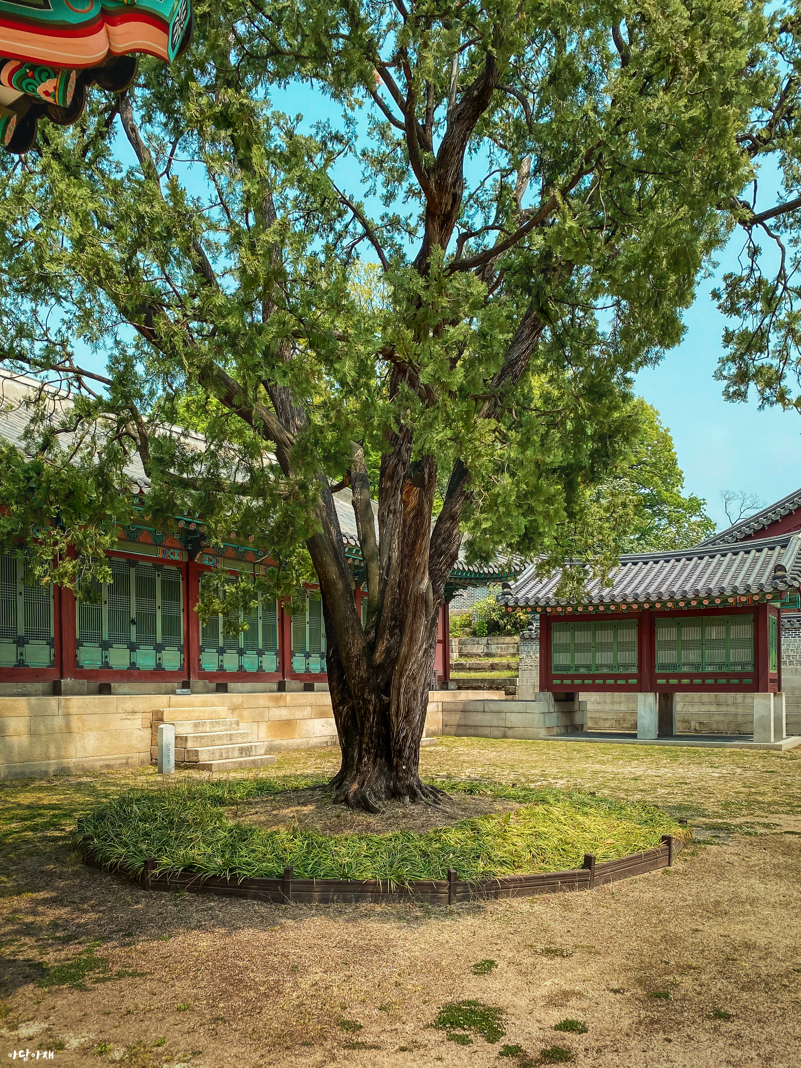 측백나무