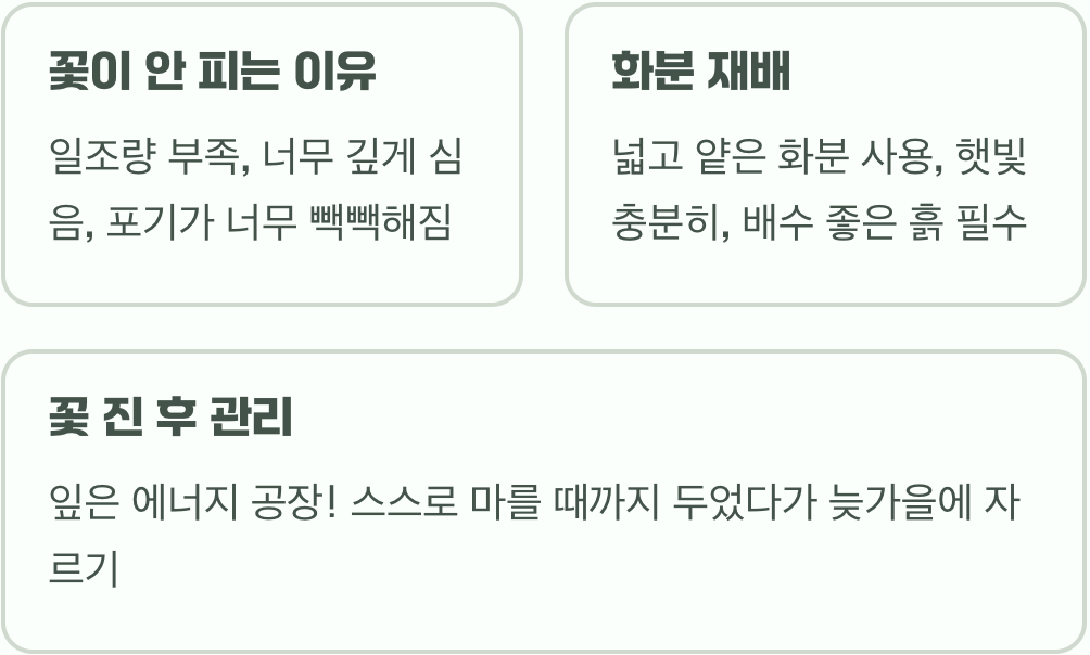 아이리스 키우는 법 완벽 가이드, 초보자도 쉽게 재배 가능한 화분·정원 관리법