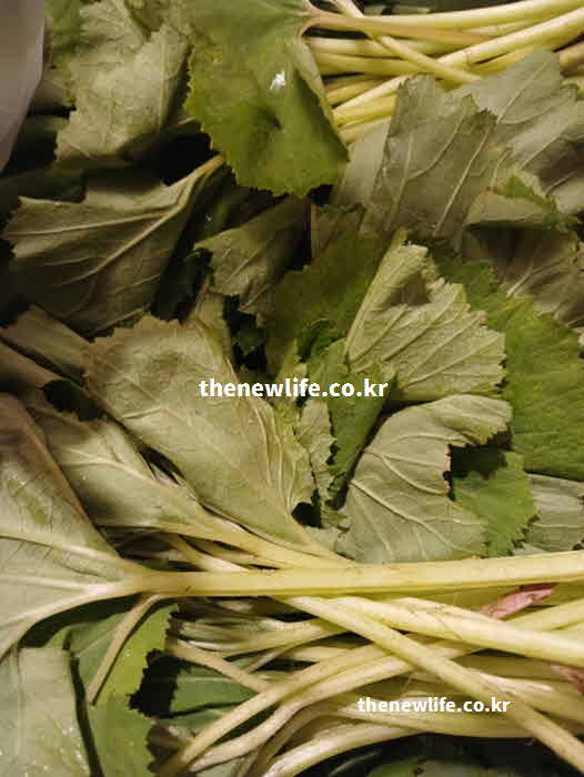 머위 효능 항산화 작용 폴리페놀