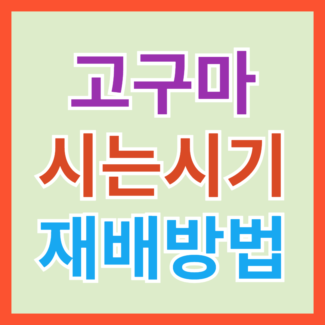 남부&#44; 중부지방 고구마 파종 심는 시기&#44; 키우기&#44; 재배 및 수확 방법&#44; 보관법
