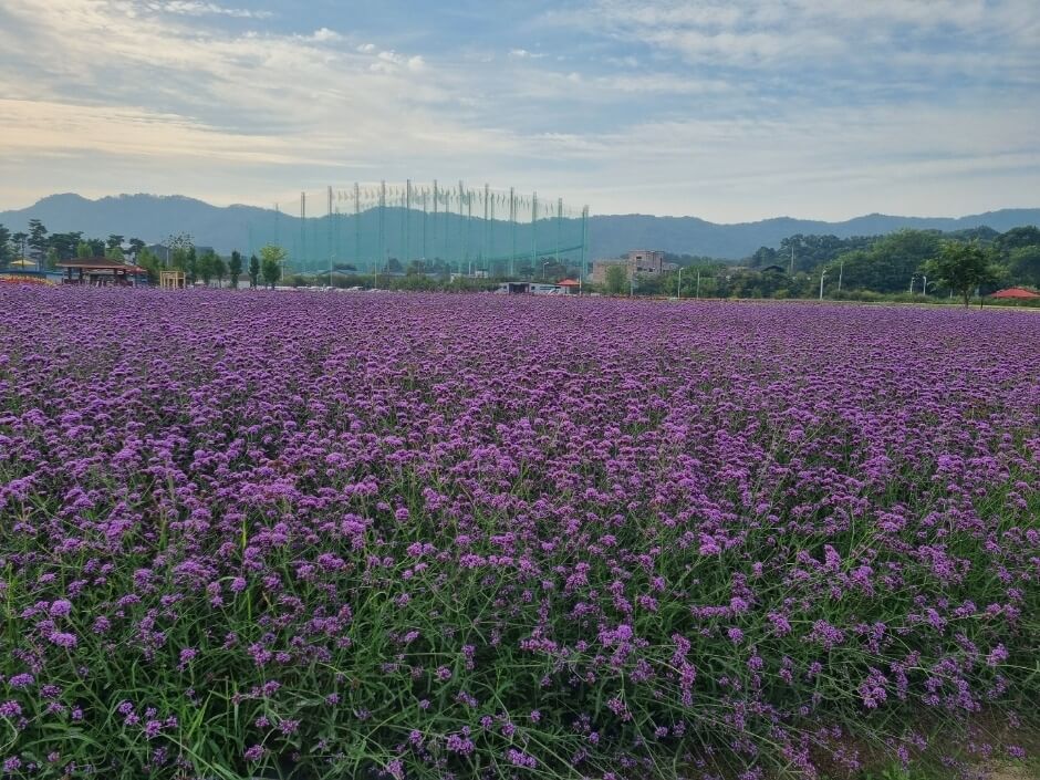 양주 나리공원 핑크뮬리