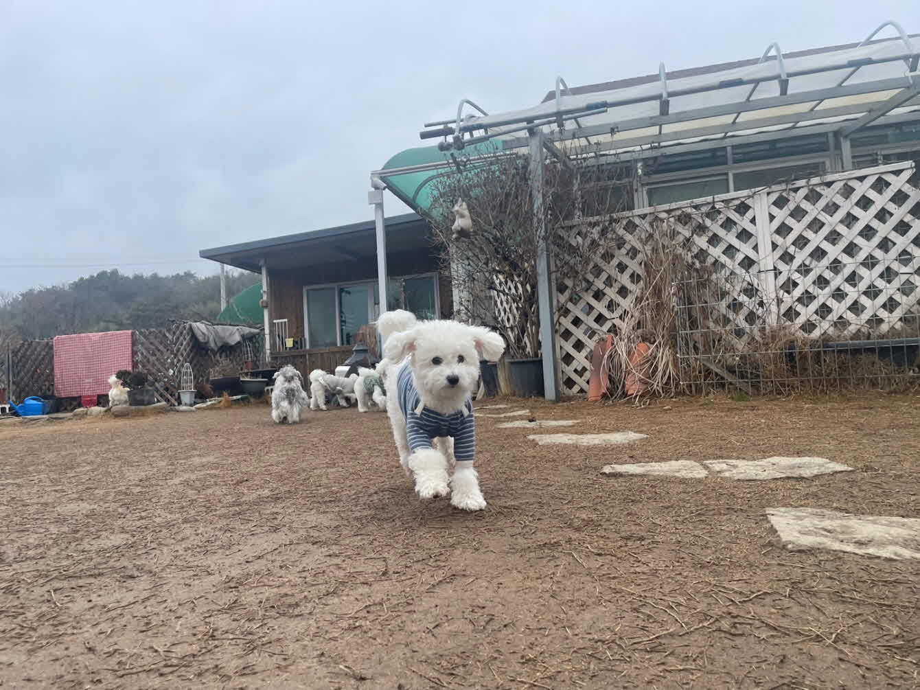 호텔 마당에서 뛰노는 강아지
