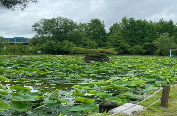 세미원 연꽃축제 연꽃문화제_13