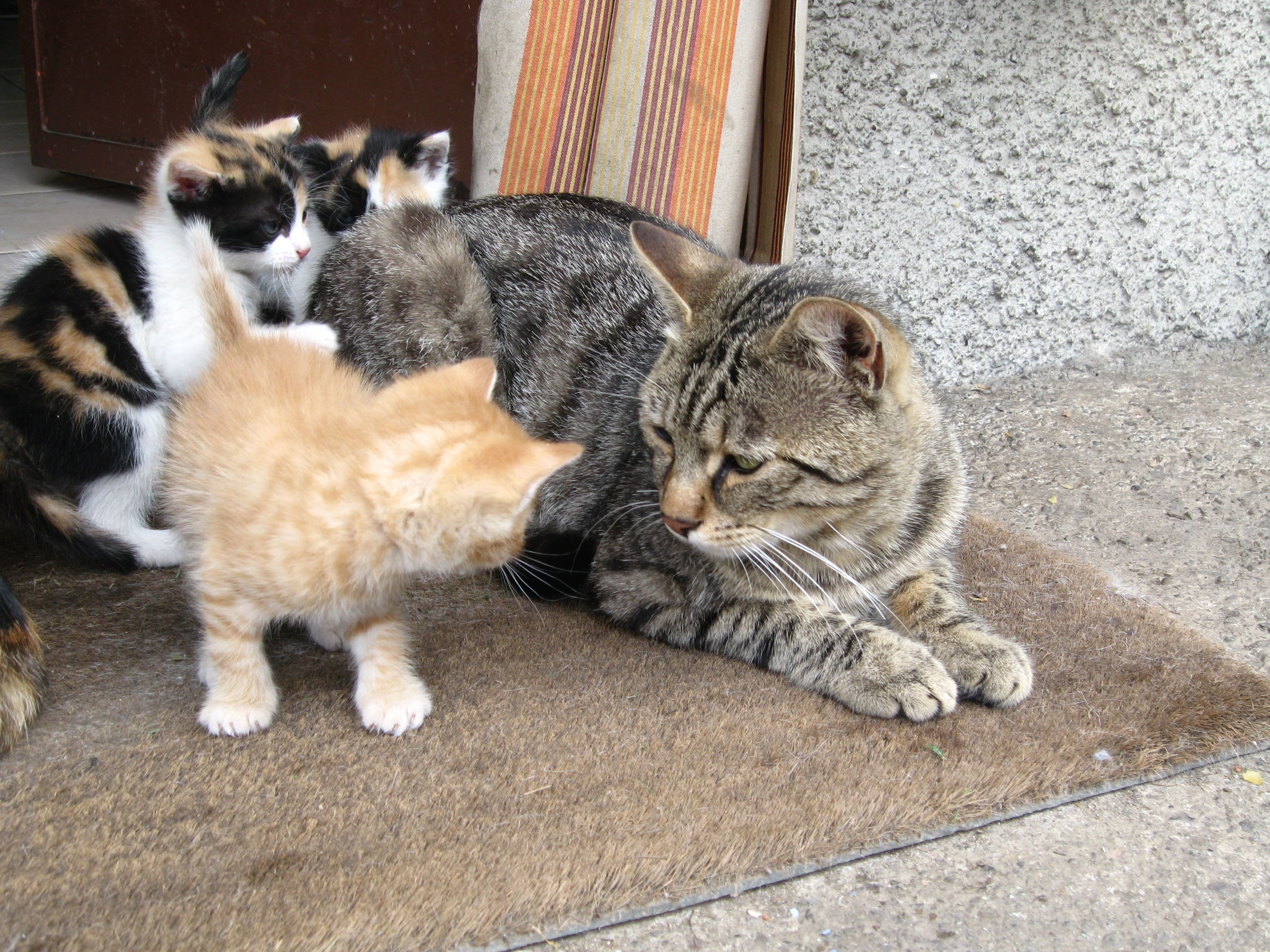 고양이 장례식장