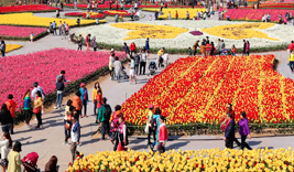 태안 세계 튤립 꽃박람회