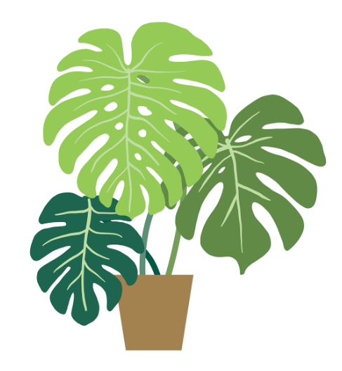 몬스테라 일러스트