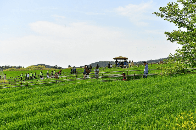 고창 청보리밭 축제