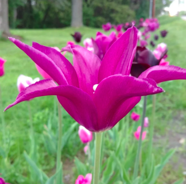 Blue Moon Tulip