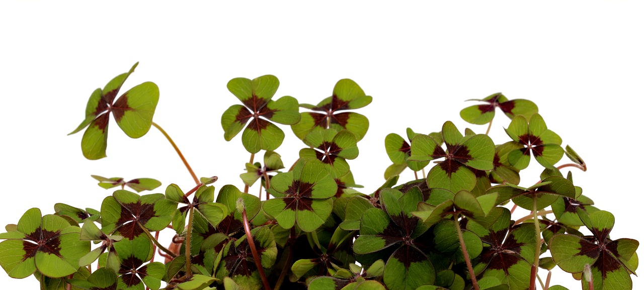 연금 복권 720+ 핸드폰으로 구매하기