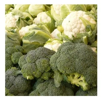 컬리플라워 재배 정식 후 관수 방풍 대책 영양 관리_11