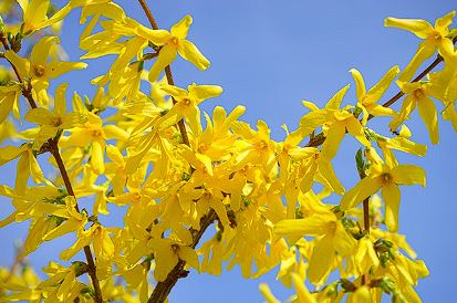 개나리 개화시기