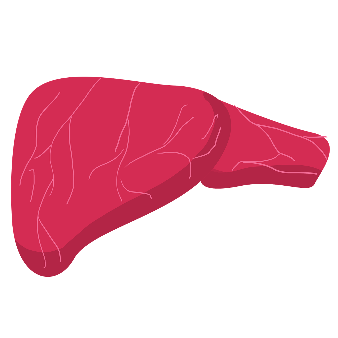 지방간 없애는 방법: 간수치 정상화시키는 핵심 루틴 완전 정리