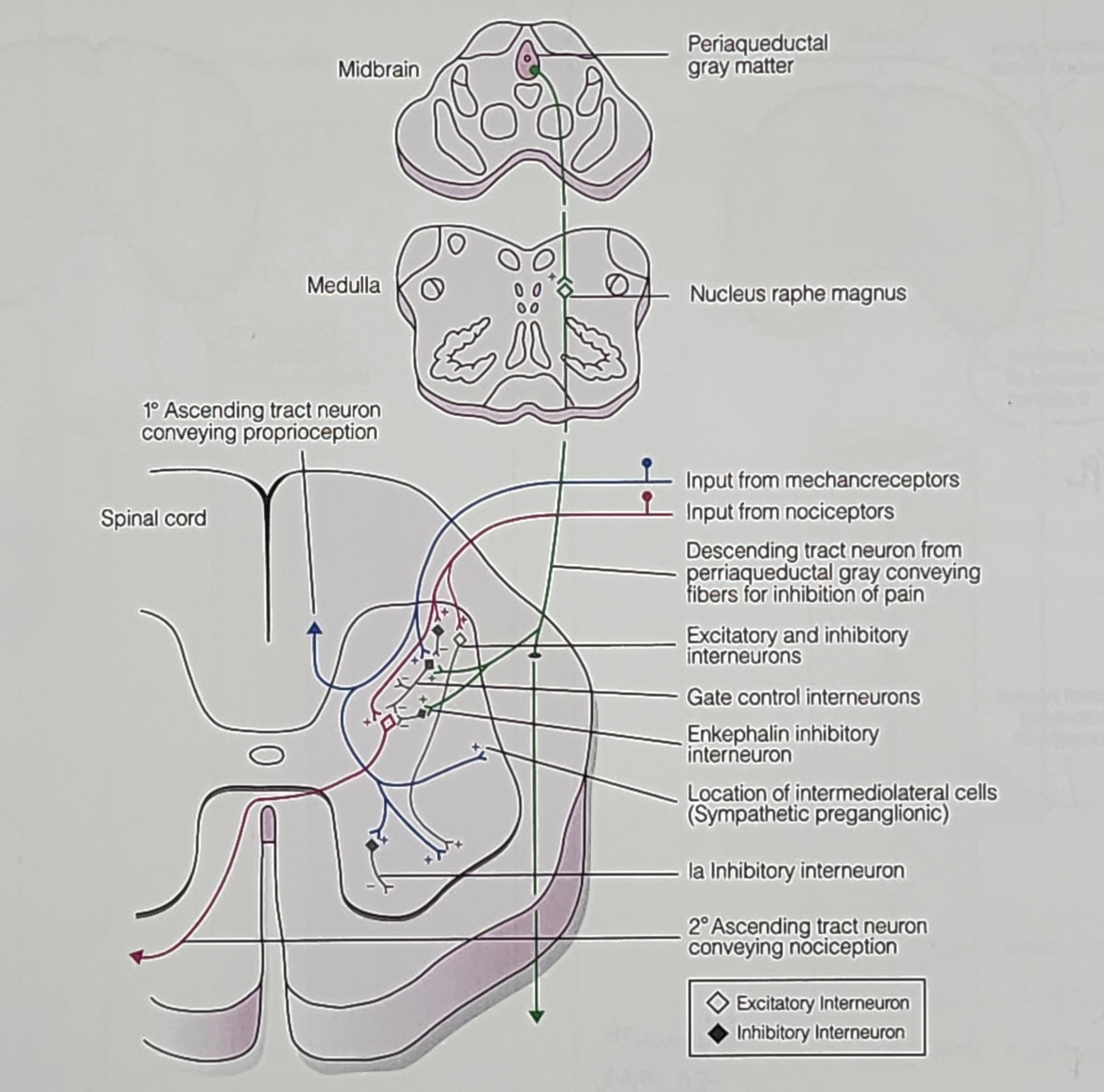 통증의 기능적 신경해부학