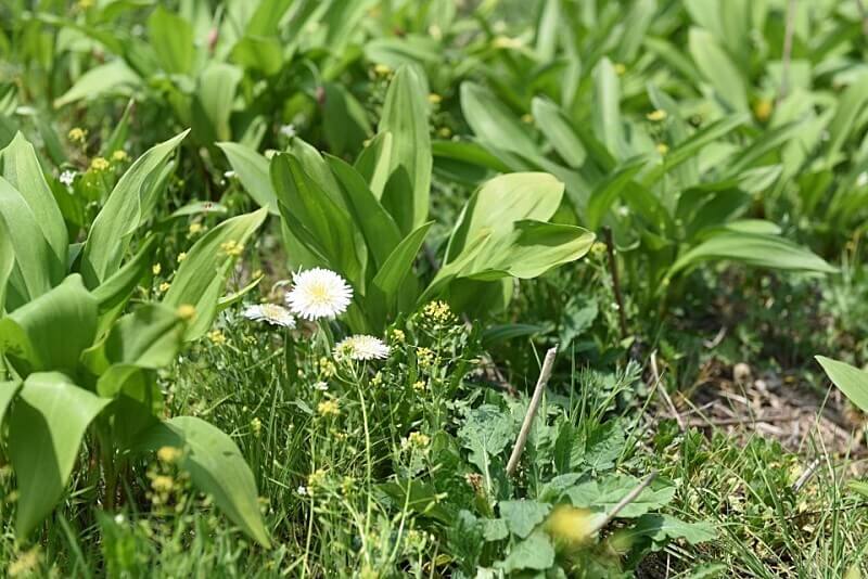생생정보 수확의 달인 강원도 홍천 오대산 봄철 대표 봄나물 산마늘 주문방법 미쁨농장 산마늘 구매방법