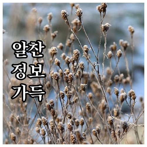 내 차에 맞는 헤드라이트 전구 찾는 