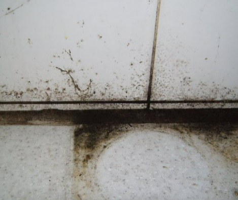 화장실-바닥-곰팡이