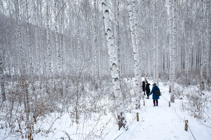 강원도 겨울 트레킹 추천 BEST 5 : 설경 걷기 좋은 길