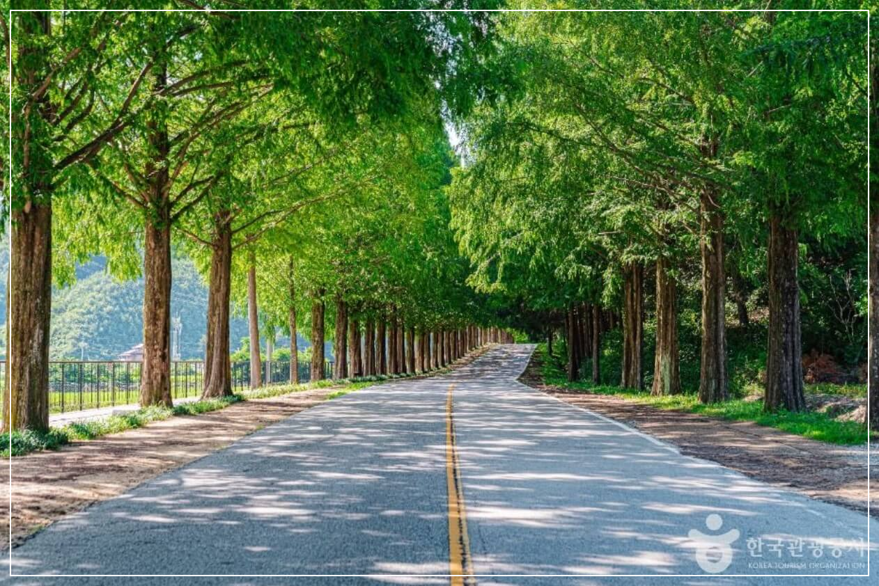 진안 가볼만한곳 베스트10 부귀 메타세쿼이아길