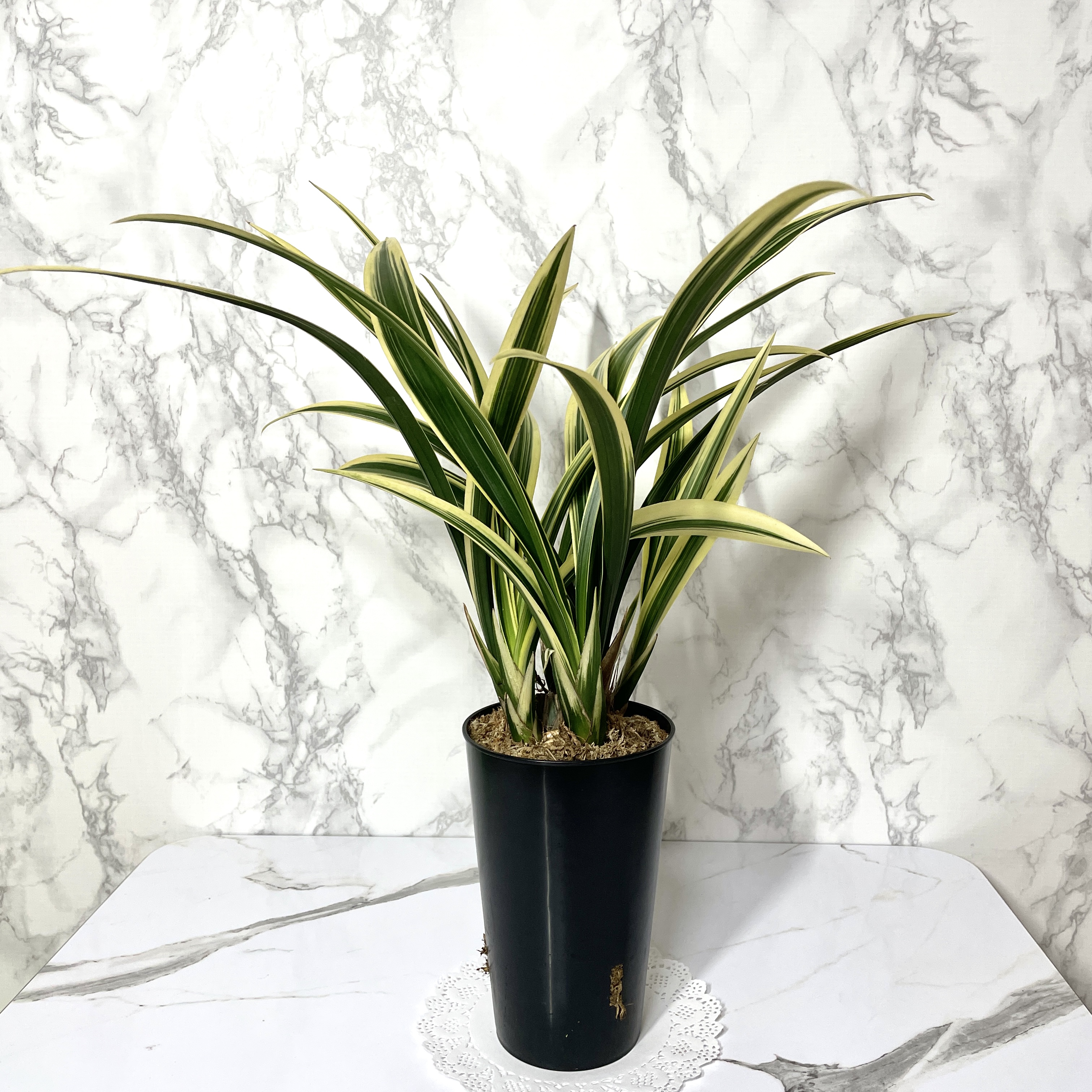 동양 난 키우는 방법 물 주는 방법