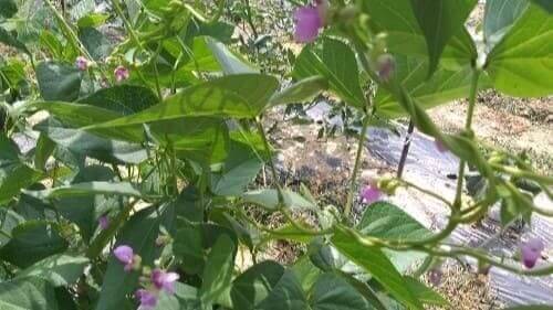 호랑이넝쿨강낭콩-꽃-개화-착과