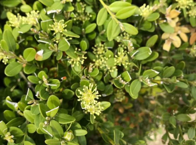 처음 시작하는 가드닝, 키우기 쉬운 정원수 BEST 10