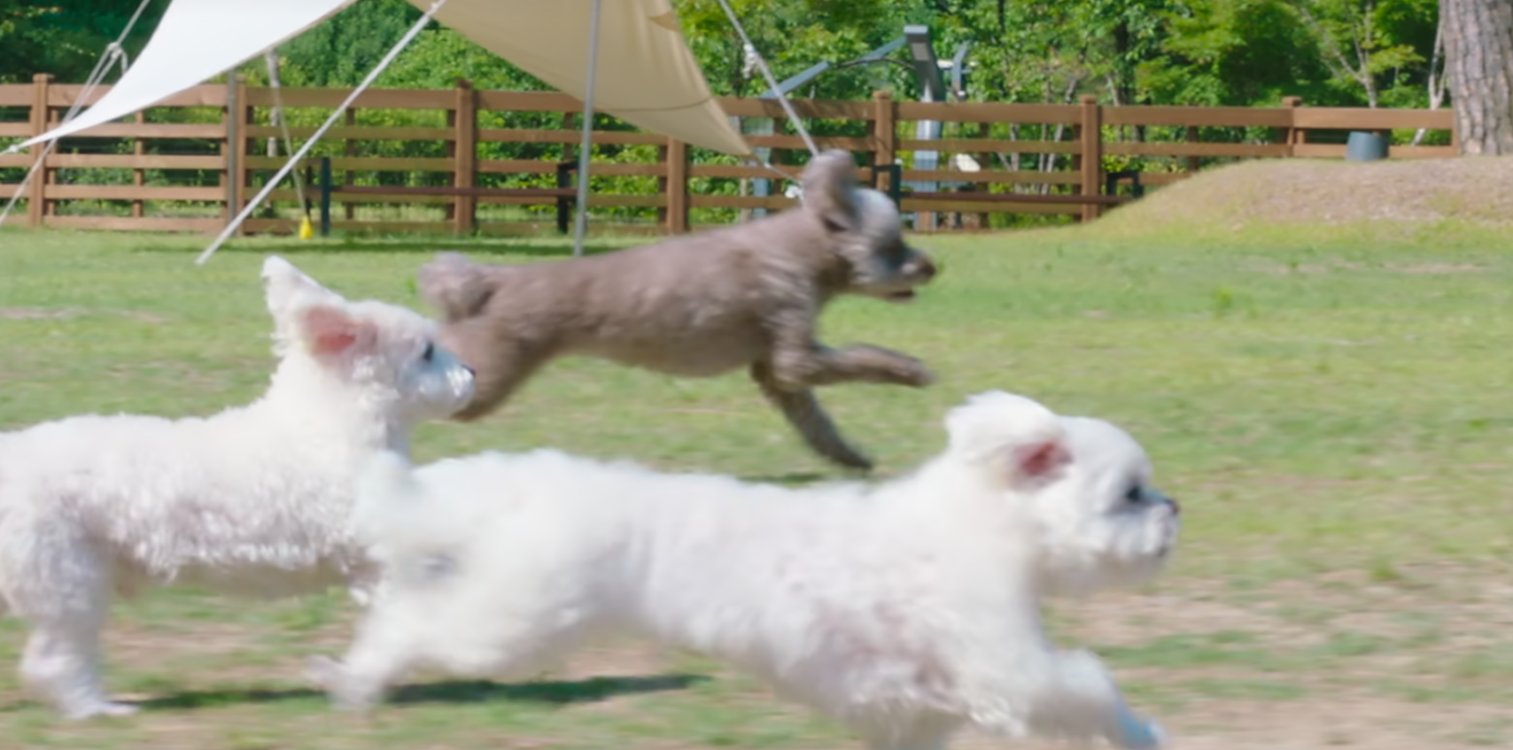 달려가는 강아지