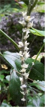 갈색날개매미충