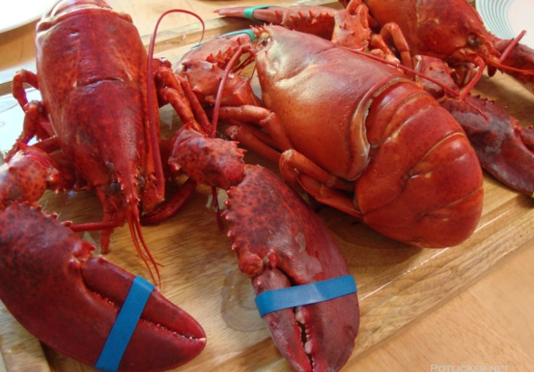 바다가재&nbsp;껍질, 건강에&nbsp;필요한&nbsp;칼슘의&nbsp;새로운&nbsp;공급원: 연구결과 ㅣ &lsquo;키틴&rsquo;&nbsp;성분, 대사&nbsp;촉진&nbsp;면역력 강화 Lobster shells could provide new source of calcium for human health needs, study finds