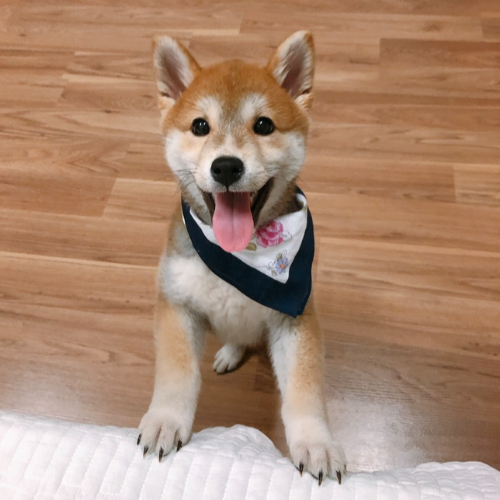 시바견(Shiba Inu) 이미지
